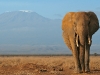 The awe-inspiring African experience at the privately owned 65,000-acre Lewa Wildlife Conservancy on the bluff of Mount Kenya defines spectacular.