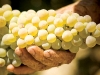 Wine grapes.